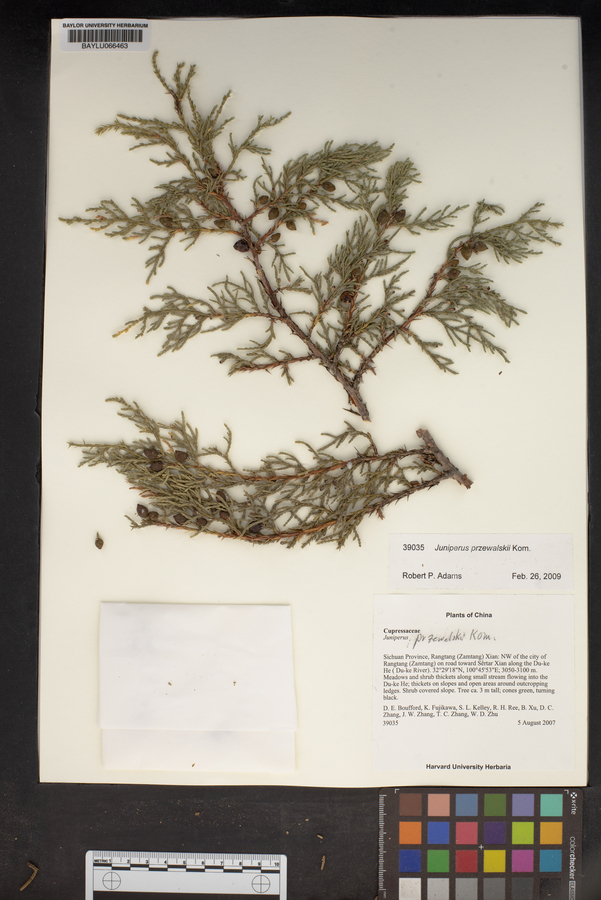 Juniperus przewalskii image