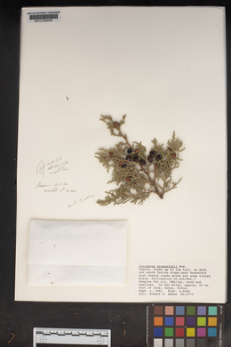 Image of Juniperus przewalskii