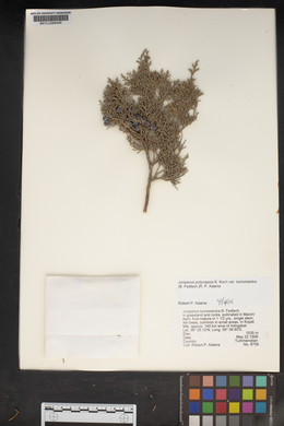 Juniperus turkestanica image