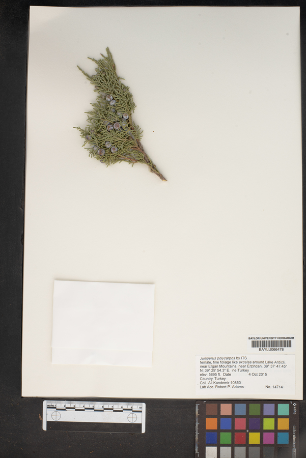 Juniperus polycarpos image