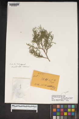 Juniperus polycarpos image