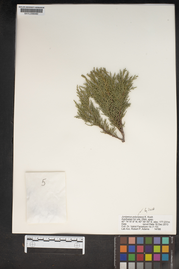 Juniperus polycarpos image