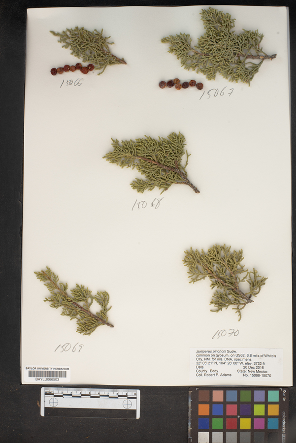 Juniperus pinchotii image