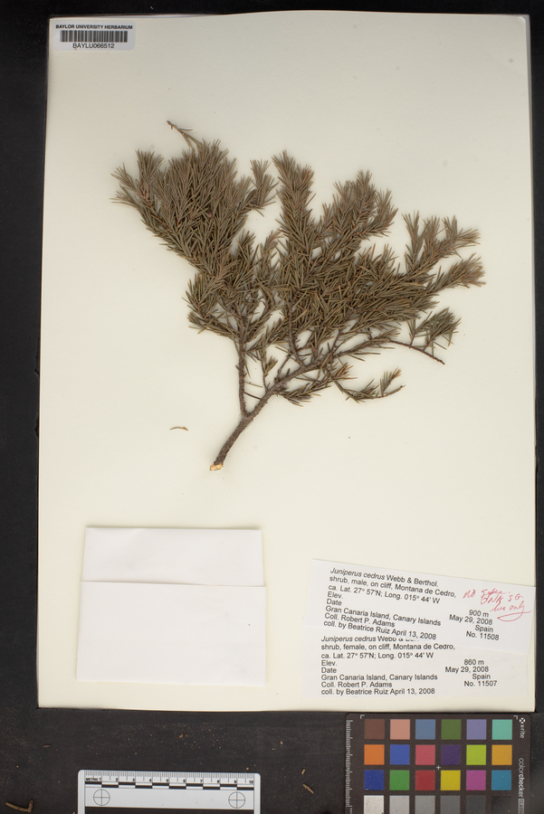 Juniperus cedrus image