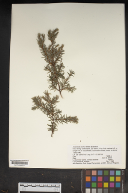 Image of Juniperus cedrus