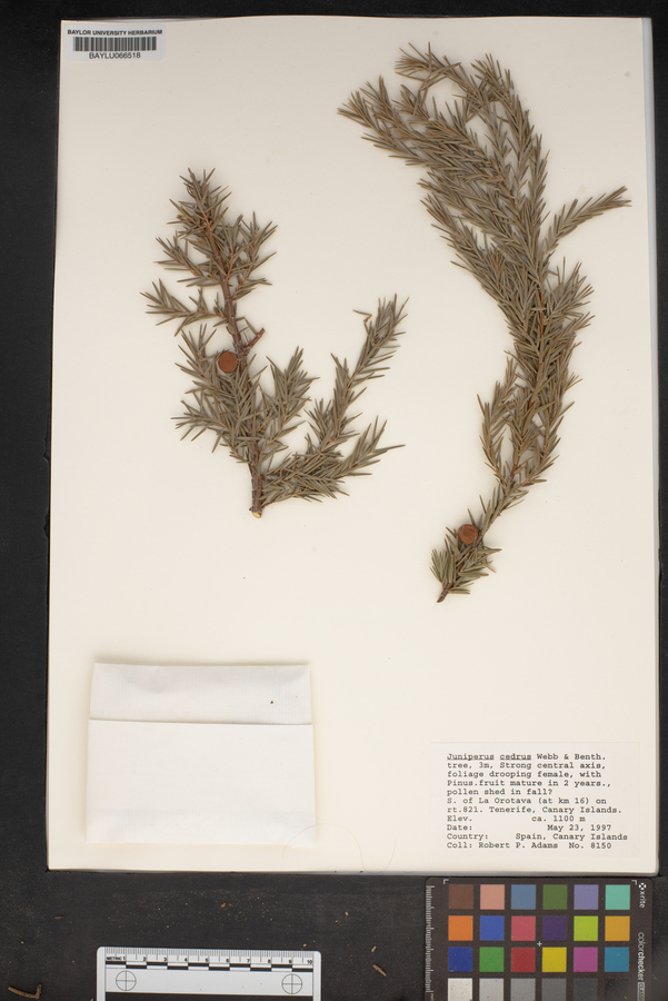 Juniperus cedrus image