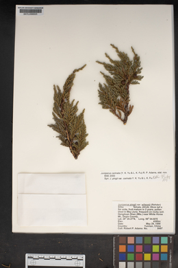 Juniperus pingii image