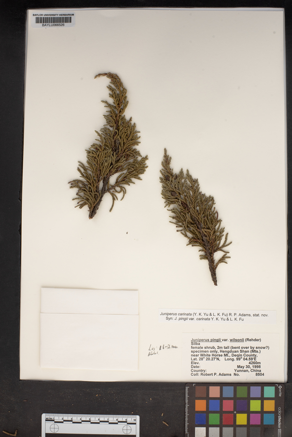 Juniperus pingii image