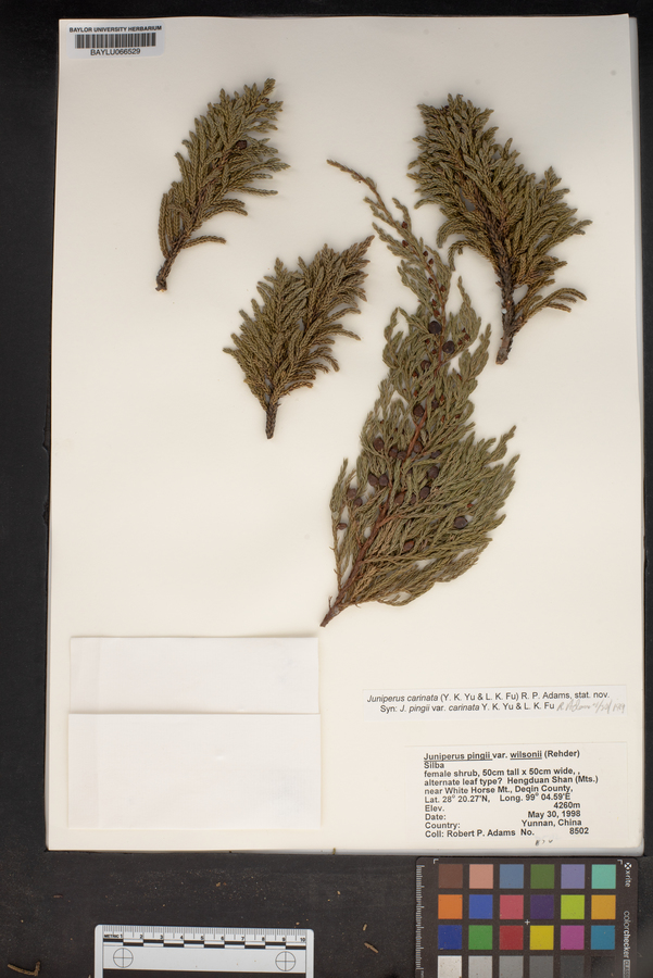 Juniperus pingii var. wilsonii image