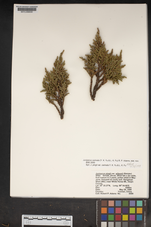 Juniperus pingii var. wilsonii image