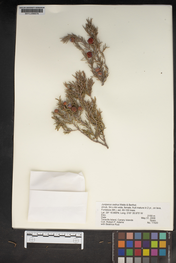 Juniperus cedrus image