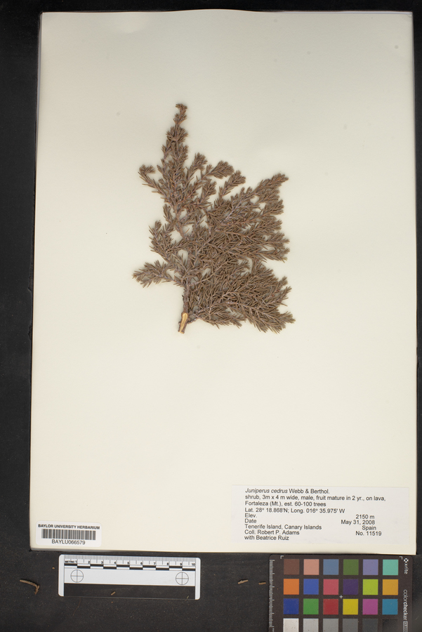 Juniperus cedrus image