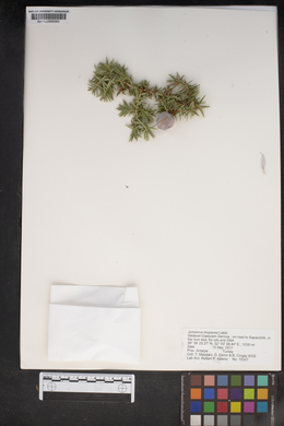 Juniperus drupacea image