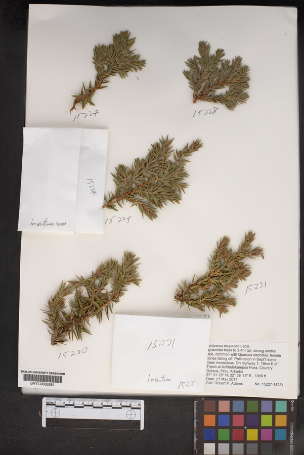 Juniperus drupacea image