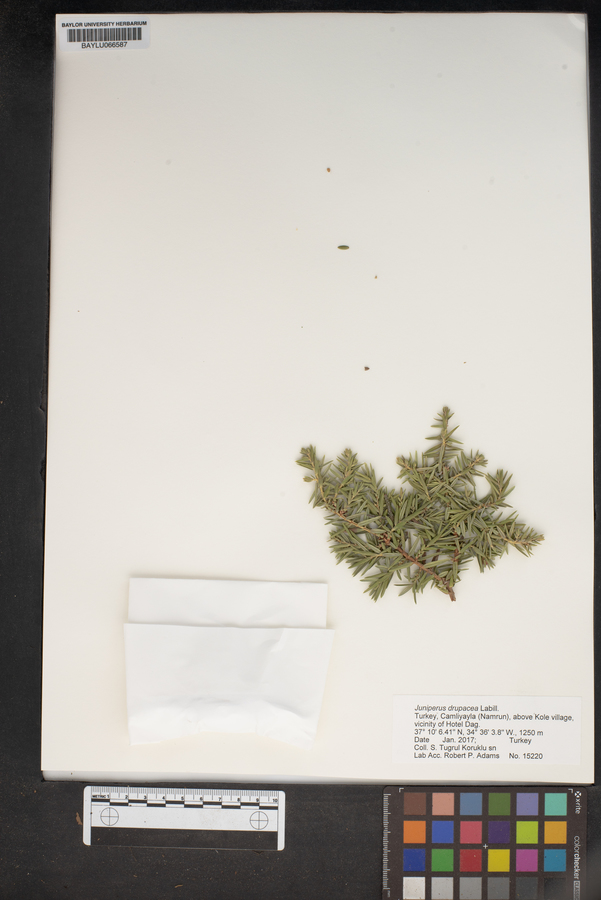 Juniperus drupacea image