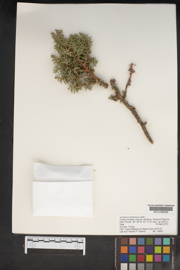 Juniperus drupacea image