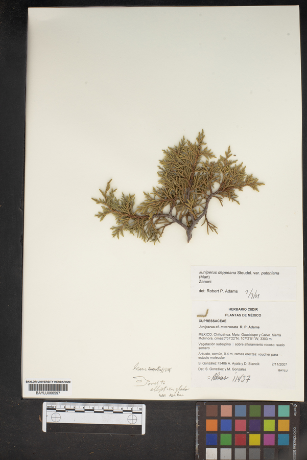 Juniperus deppeana var. patoniana image