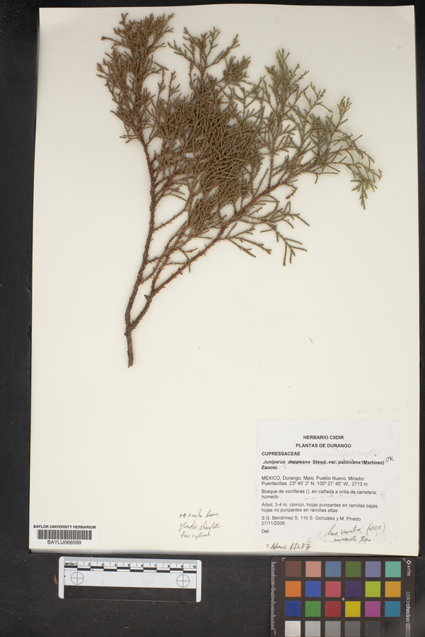 Juniperus deppeana var. patoniana image