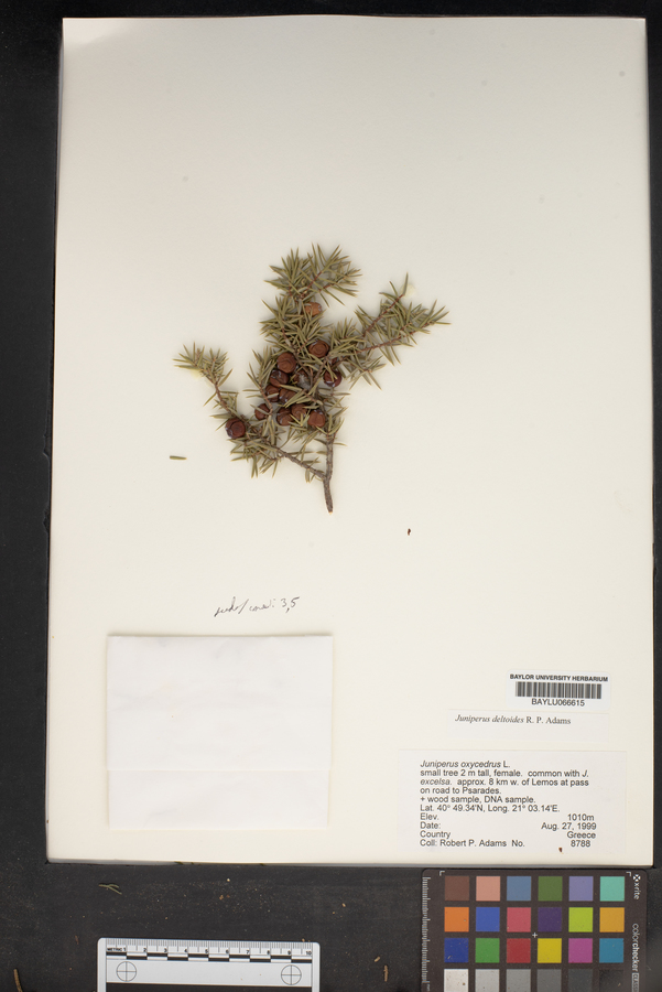 Juniperus oxycedrus image