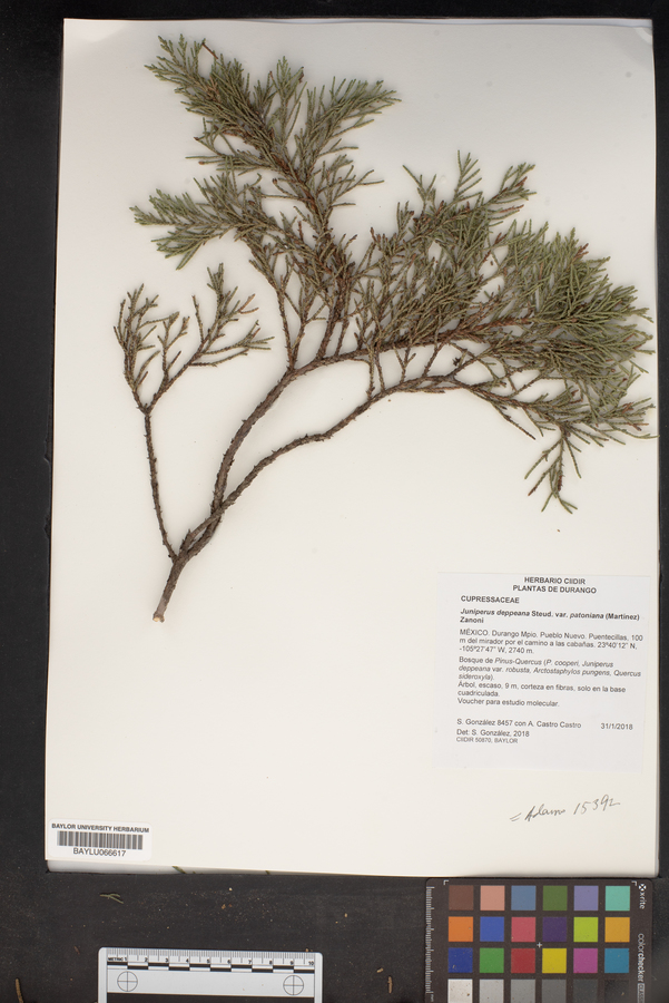 Juniperus deppeana var. patoniana image