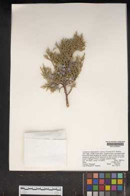 Juniperus deppeana var. sperryi image