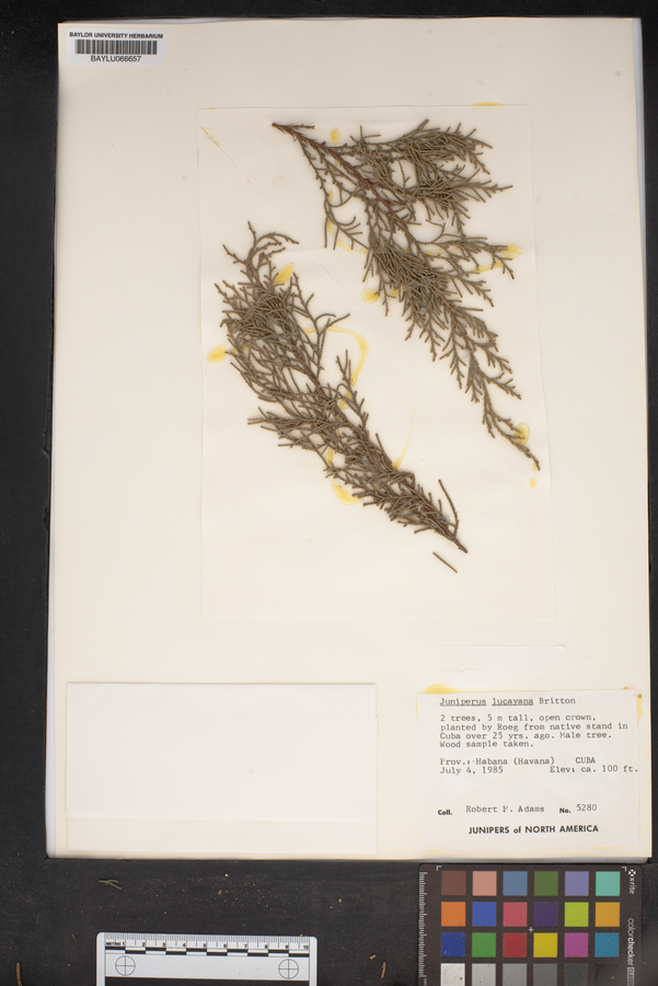 Juniperus lucayana image
