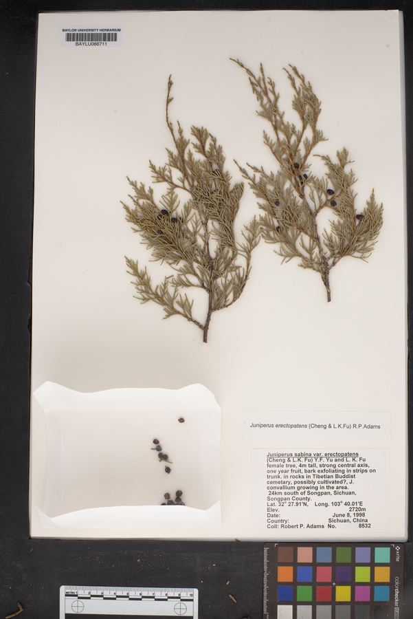 Juniperus chinensis var. chinensis image