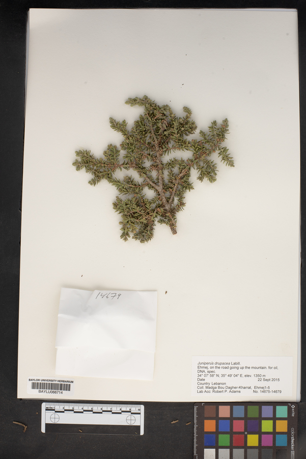 Juniperus drupacea image