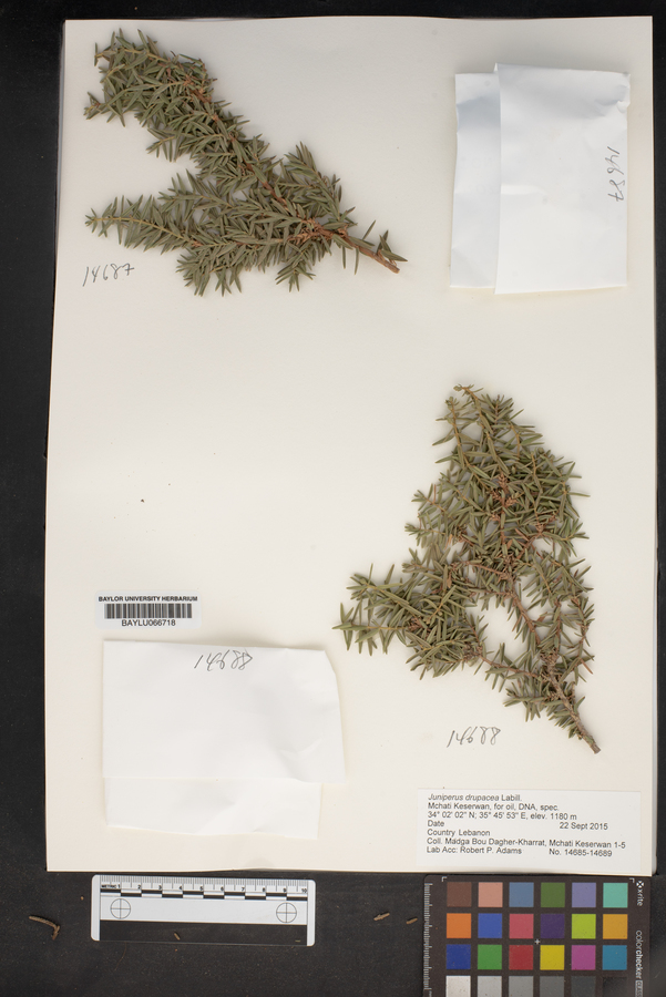 Juniperus drupacea image