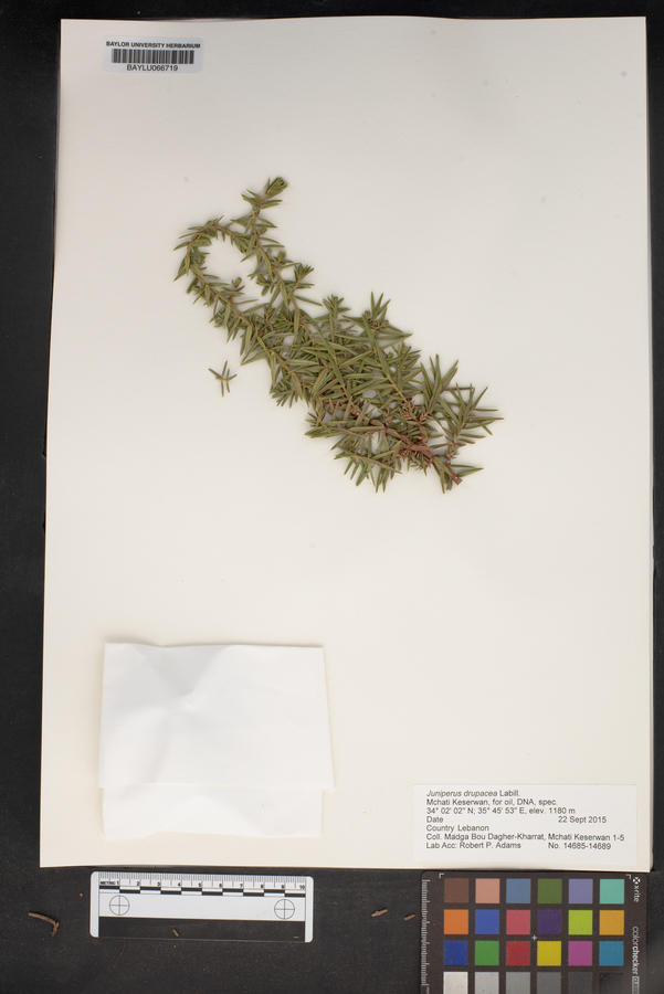 Juniperus drupacea image