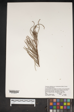Taxodium distichum var. imbricatum image