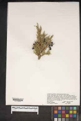 Juniperus grandis image