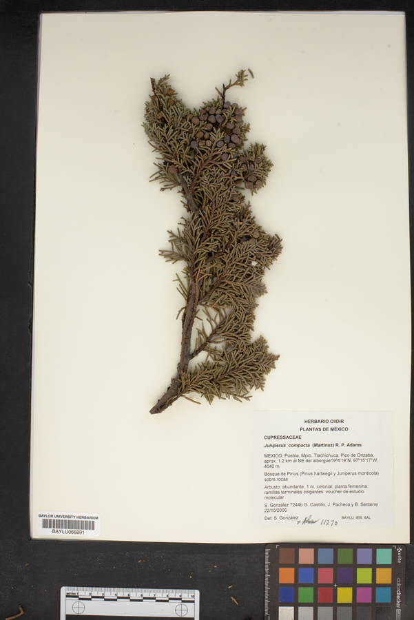 Juniperus compacta image