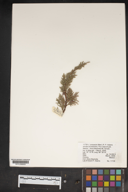 Juniperus compacta image
