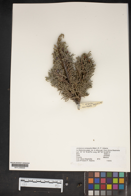 Juniperus compacta image