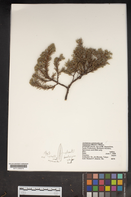 Juniperus communis var. nipponica image