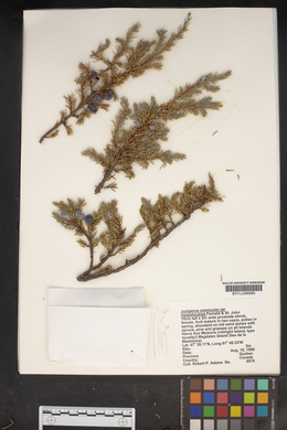 Juniperus communis var. megistocarpa image