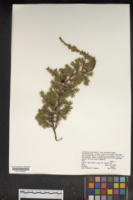 Juniperus communis var. saxatilis image