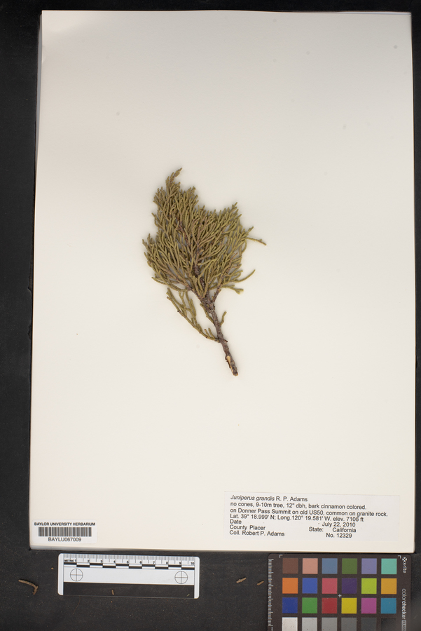 Juniperus grandis image