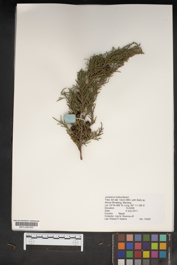 Juniperus indica image