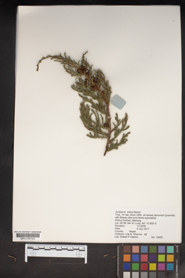 Juniperus indica image