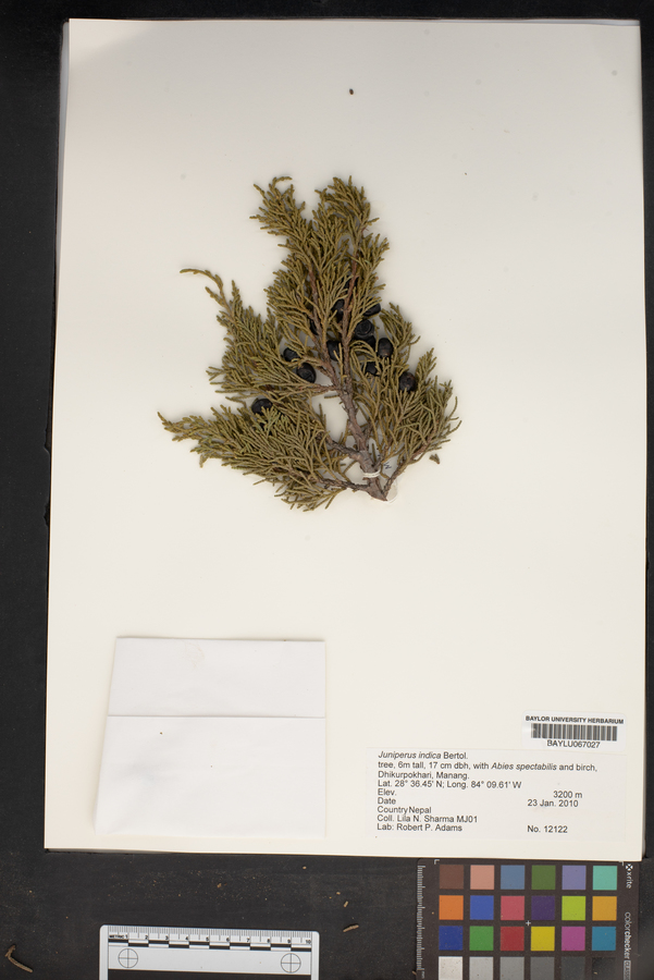 Juniperus indica image