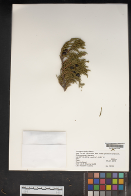 Image of Juniperus indica