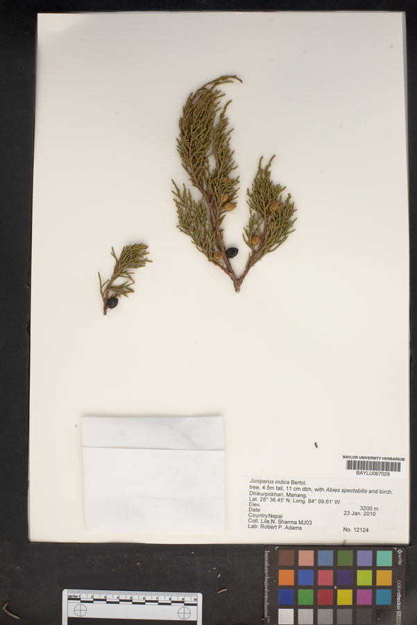 Juniperus indica image