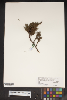 Juniperus indica image
