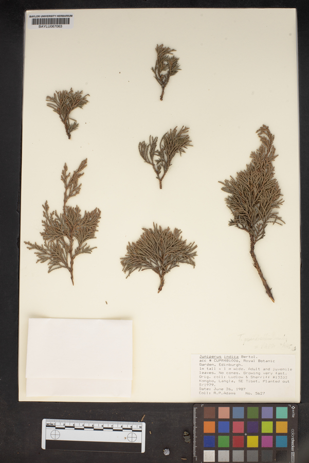 Juniperus indica image