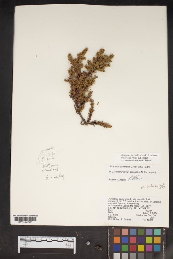 Juniperus communis var. saxatilis image