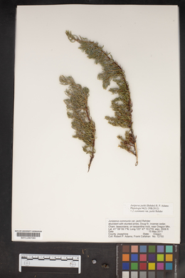 Juniperus communis var. jackii image