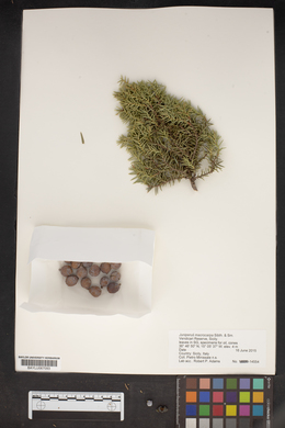Juniperus macrocarpa image