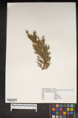 Juniperus grandis image